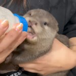 Otter Love Drinking Milk