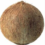 Coconut template