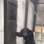 I'm bored | HOW IT FEELS TO GET OUT OF A LONG CONVERSATION | image tagged in gifs,memes,funny,monkey,a random meme | made w/ Imgflip video-to-gif maker
