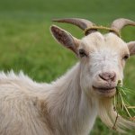 Goat eating grass