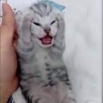 baby cat crying