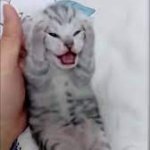 baby cat crying Meme Generator - Imgflip