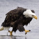Angry eagle meme