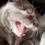 Kotaro Yawn