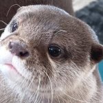 Kotaro Cute