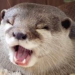 Hana The Otter Otter Heroes Wiki Fandom