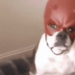 Dog with red helmet template