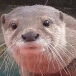 Komugi The Otter Otter Heroes Wiki Fandom