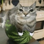 Cat on da watermelon