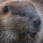 beaver head