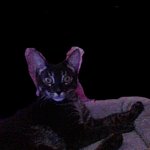 JPSpinoSaurus's cat meme