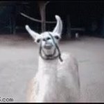 Llama Don't Care GIF Template