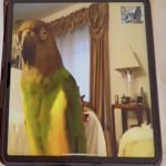 parrot facetime