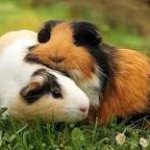 guinea pigs hugging template
