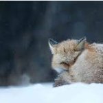 cold fox