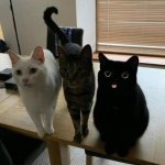 three cats meme