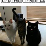 three cats | NEW VERSION OF THE THREE HEADED DRAGON MEME | image tagged in three cats | made w/ Imgflip meme maker