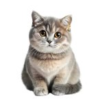 Cat to be sent to people