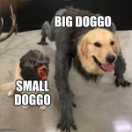 True | BIG DOGGO; SMALL DOGGO | image tagged in dog vs wolf but with heads swapped,sotruelol | made w/ Imgflip meme maker