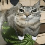Cat on melon meme