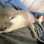 Hana Sleep