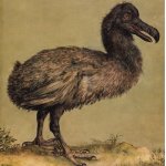 the dodo