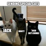 Introducing the SPECIAL CATS! | SENDING SPECIAL CATS; JOSH (HE'S DUMB); JACK; MONTY | image tagged in three cats | made w/ Imgflip meme maker