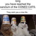 coned cats meme