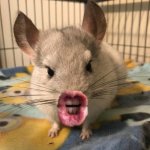 Angry Chinchilla | image tagged in angry chinchilla | made w/ Imgflip meme maker