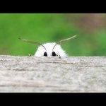 He creep