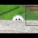 Sylveons moth temp meme