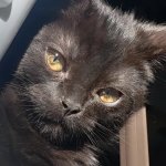 "Hey" Cat
