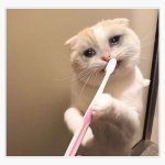 Toothbrush cat