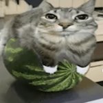 Cat melon meme