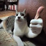 cat thumbs up up