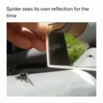he is literally griddy | image tagged in gifs,funny,memes,funny memes,spiders,reflection | made w/ Imgflip video-to-gif maker