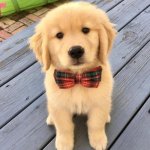 hello | HEY YOU
YEA YOU; UPVOTE ME TO MAKE MY CUTE SELF HAPPIER --PUPPY | image tagged in hello | made w/ Imgflip meme maker