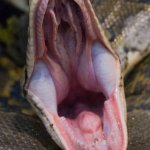 Snakes mouth