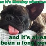 Monday sucks | When it's Monday afternoon, and it's already been a long week. | image tagged in tired dog,monday afternoon | made w/ Imgflip meme maker