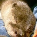 Kotaro Sleeping