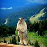 Marmot MAN! GIF Template