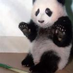 Hands Up panda meme