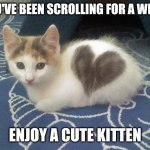 Take a break, have a KIT CAT | YOU'VE BEEN SCROLLING FOR A WHILE; ENJOY A CUTE KITTEN | image tagged in cute cat heart | made w/ Imgflip meme maker
