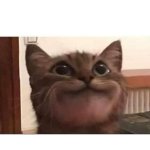 Cat smile