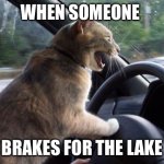 Angry driving cat | WHEN SOMEONE; BRAKES FOR THE LAKE | image tagged in angry driving cat | made w/ Imgflip meme maker