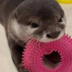 Odashi Cute Profile Picture
