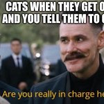 cats | CATS WHEN THEY GET ON YOU AND YOU TELL THEM TO GET OFF | image tagged in are you really in charge here,sonic the hedgehog,sonic,sonic movie | made w/ Imgflip meme maker