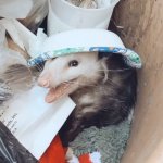 Possum smiling in a trash can