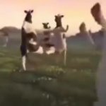 dancing cows GIF Template