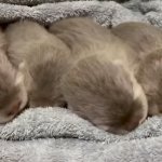 Otter Babies